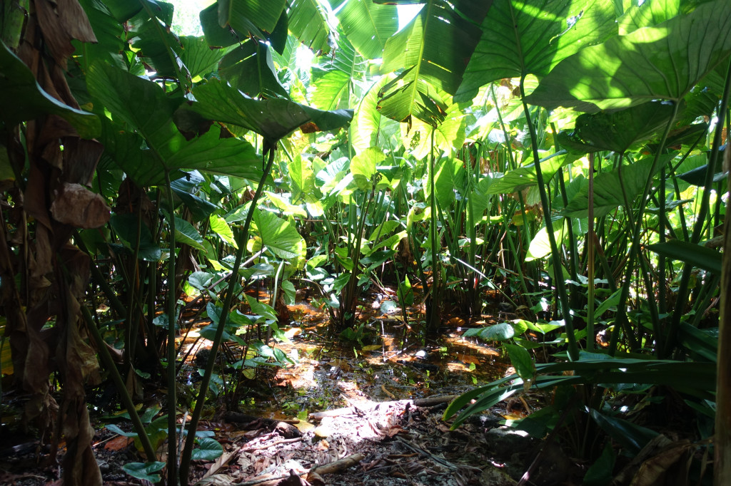 scaled_taro_DSC00357